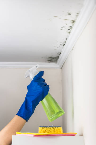 Best Post-Flood Mold Remediation in Plattsburgh West, NY